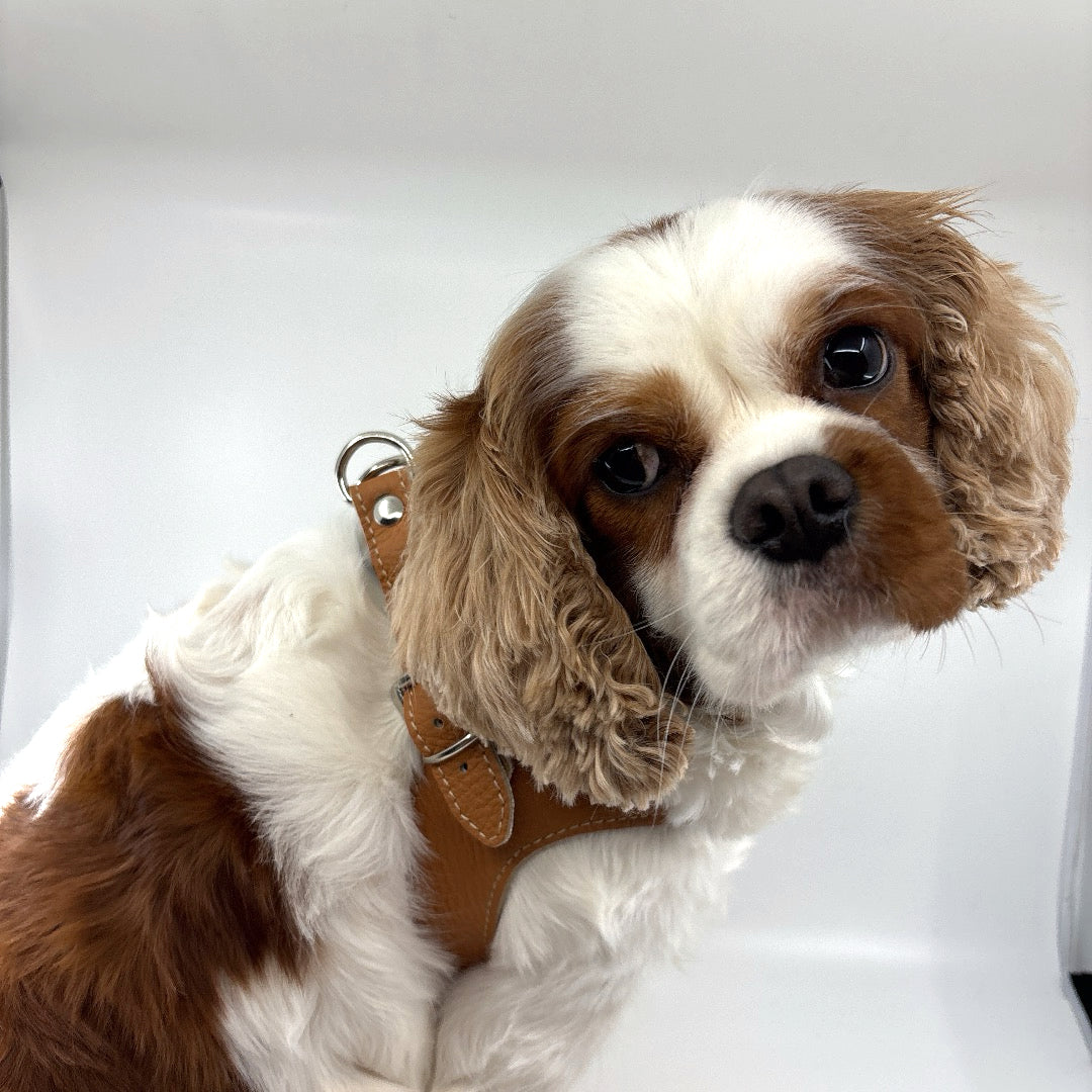 Toilettage Cavalier King Charles
