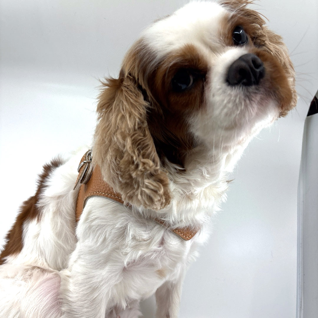 Toilettage Cavalier King Charles