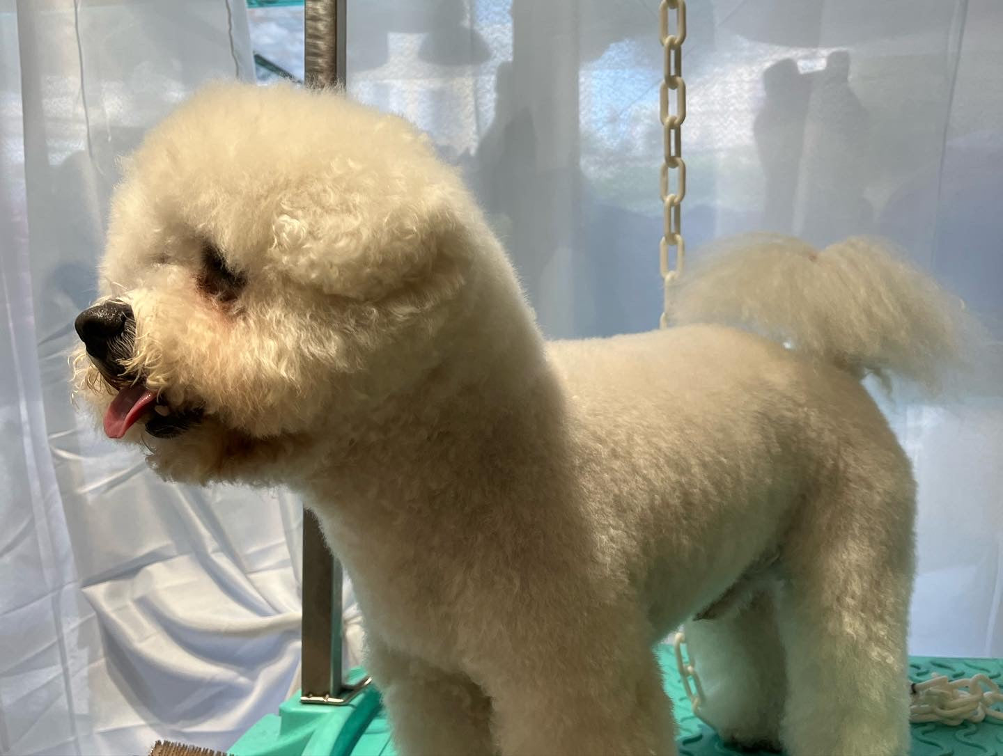 TOILETTAGE BICHON FRISE