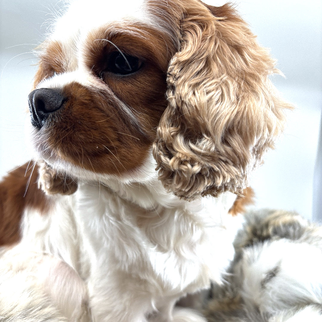 Toilettage Cavalier King Charles