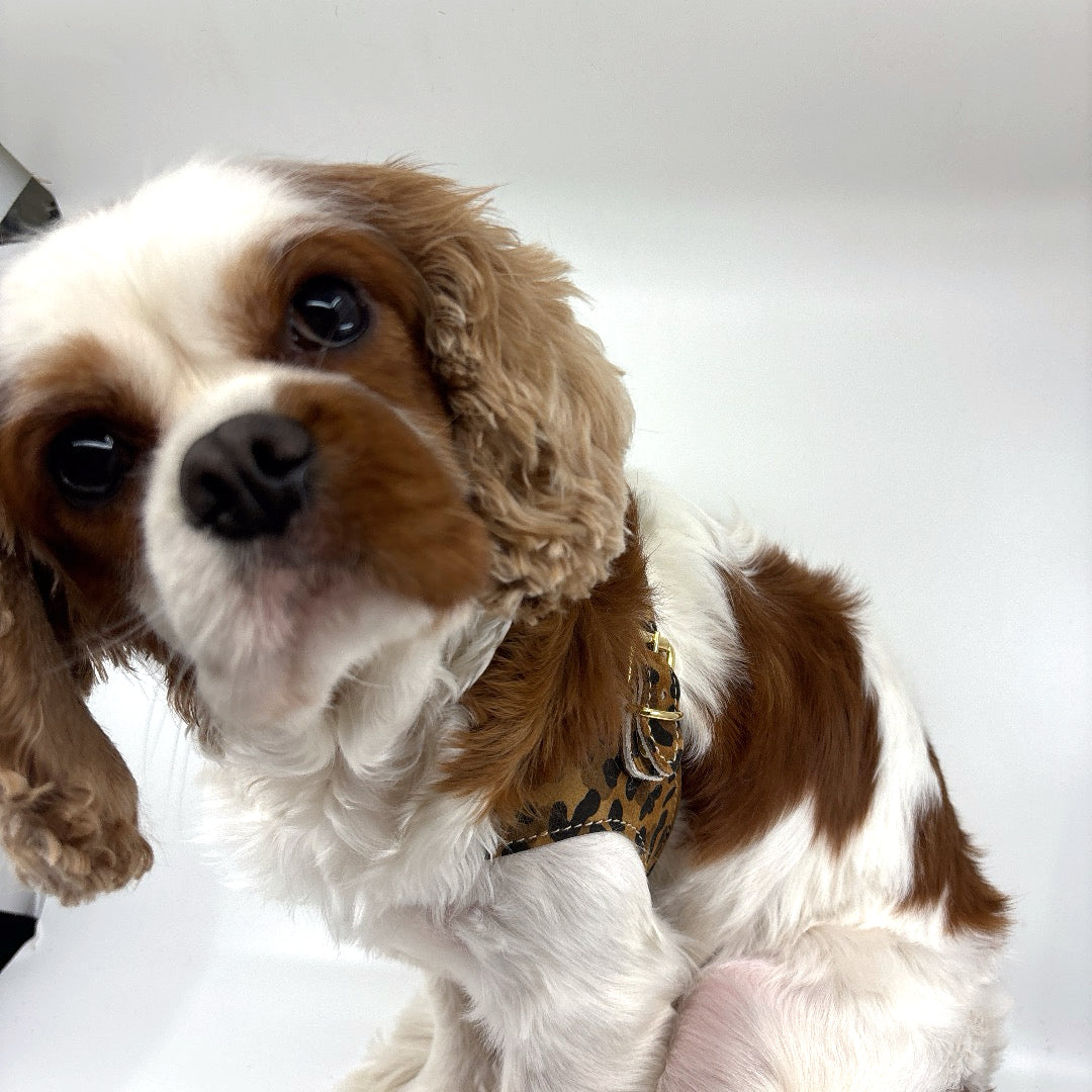 Toilettage Cavalier King Charles