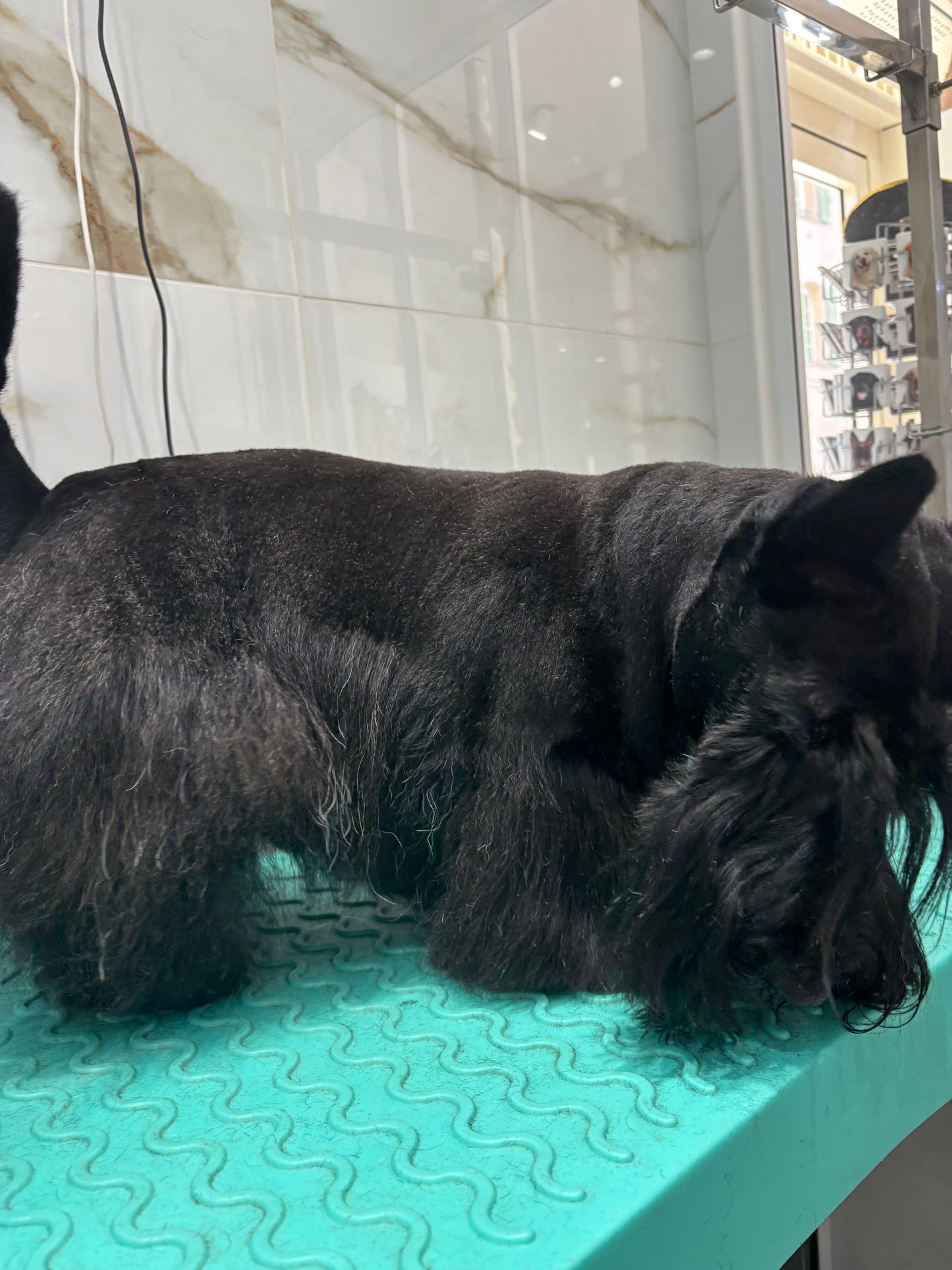 Toilettage ÉPILATION