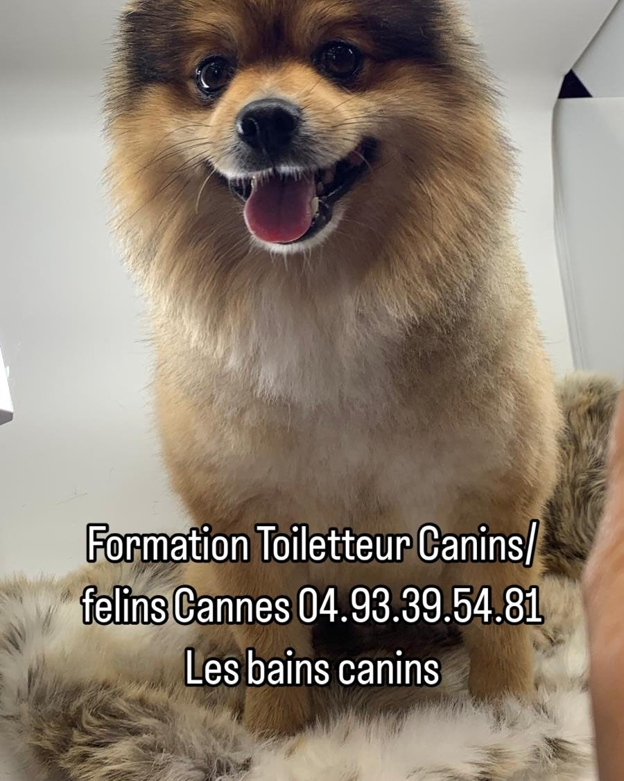 Formation au métier de toiletteur
