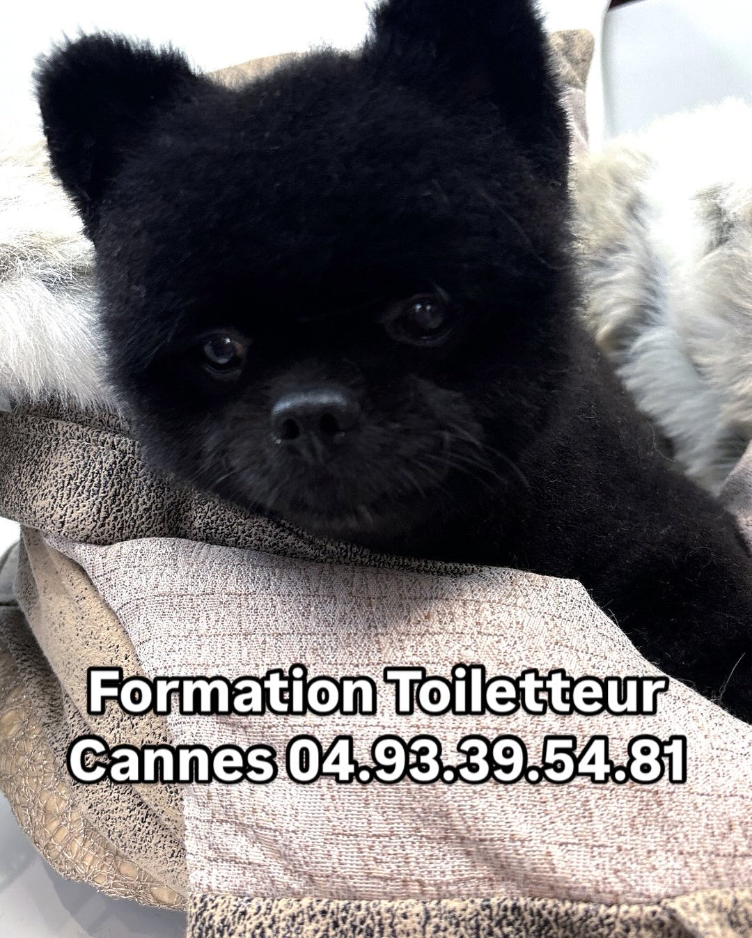 Formation au métier de toiletteur