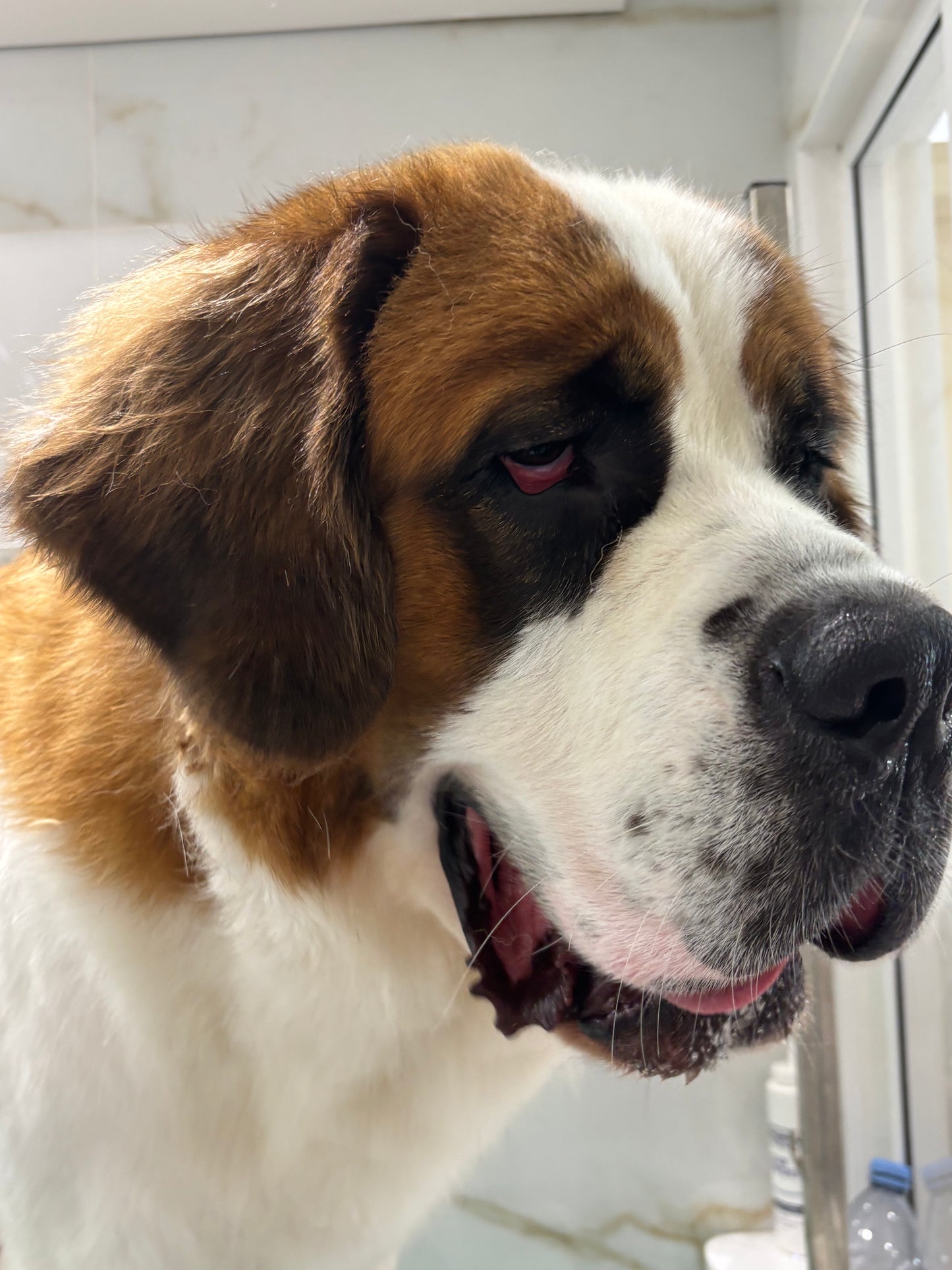 TOILETTAGE + 35kg SAINT BERNARD PATOU LEONBERG