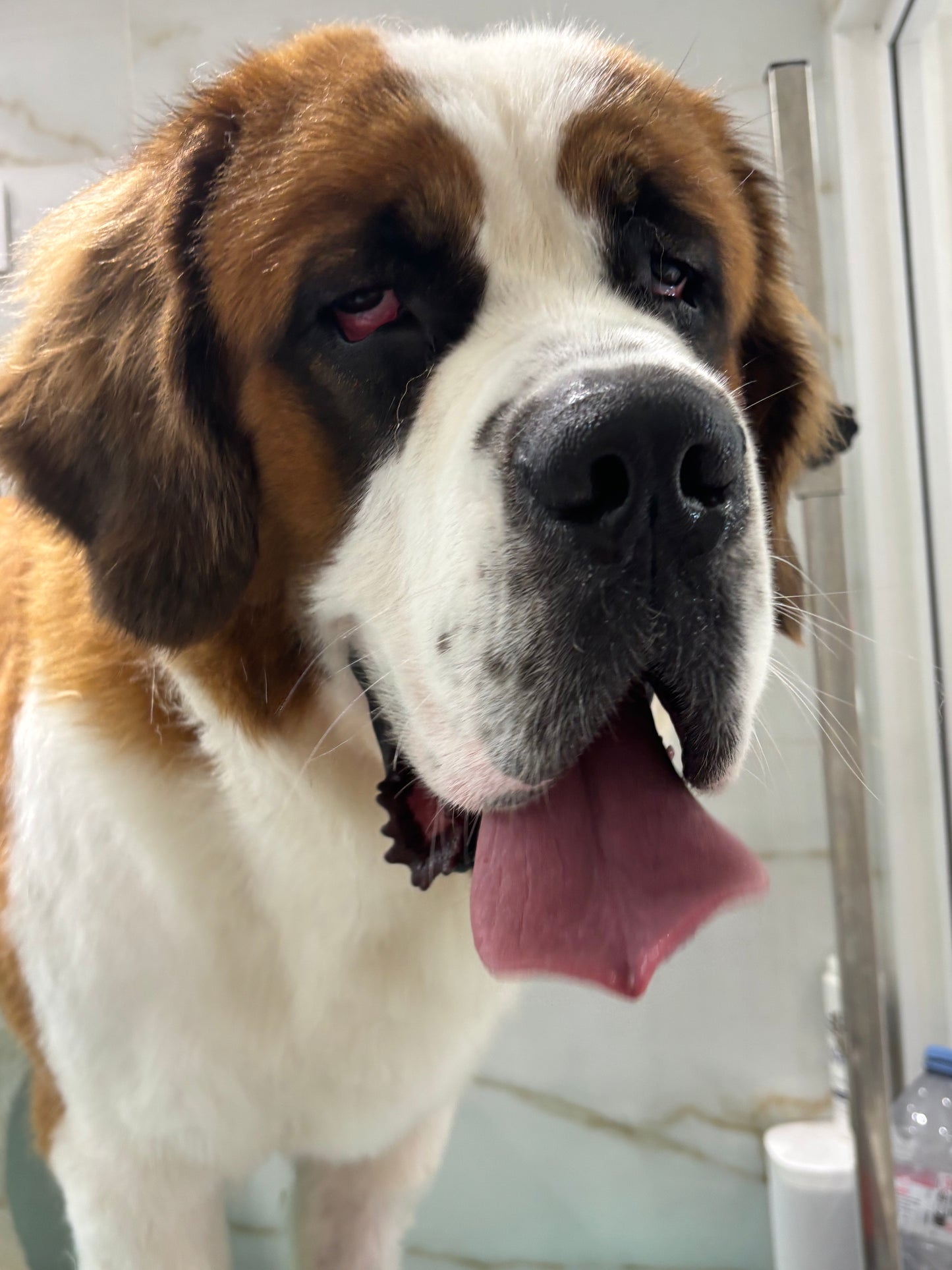 TOILETTAGE + 35kg SAINT BERNARD PATOU LEONBERG