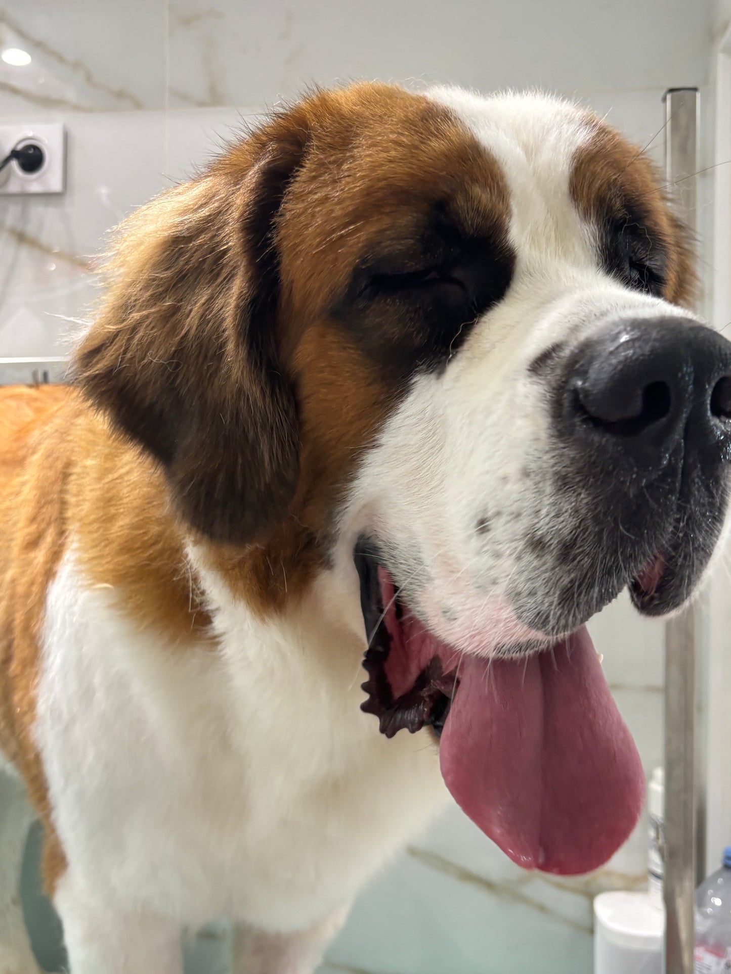 TOILETTAGE + 35kg SAINT BERNARD PATOU LEONBERG