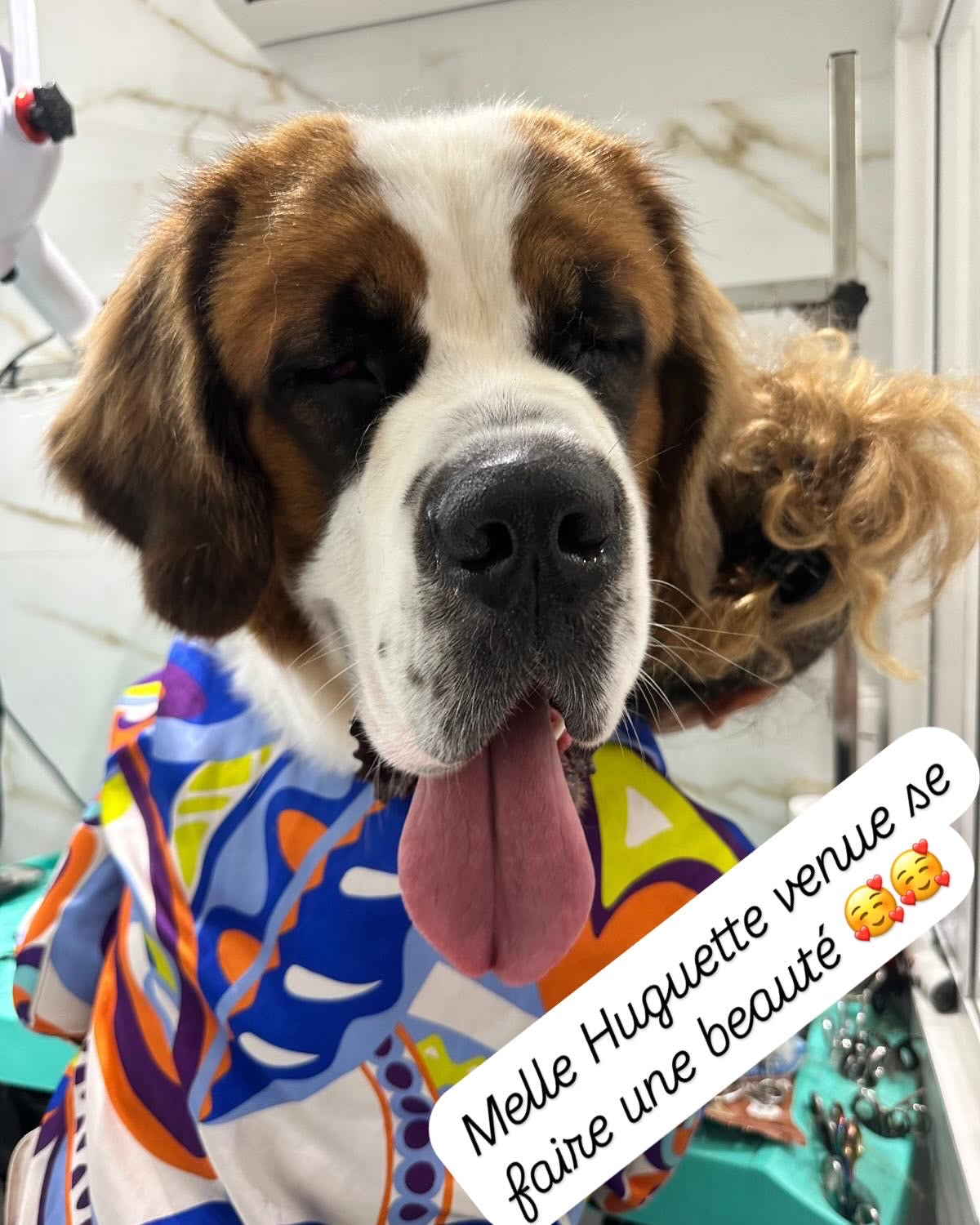 TOILETTAGE + 35kg SAINT BERNARD PATOU LEONBERG