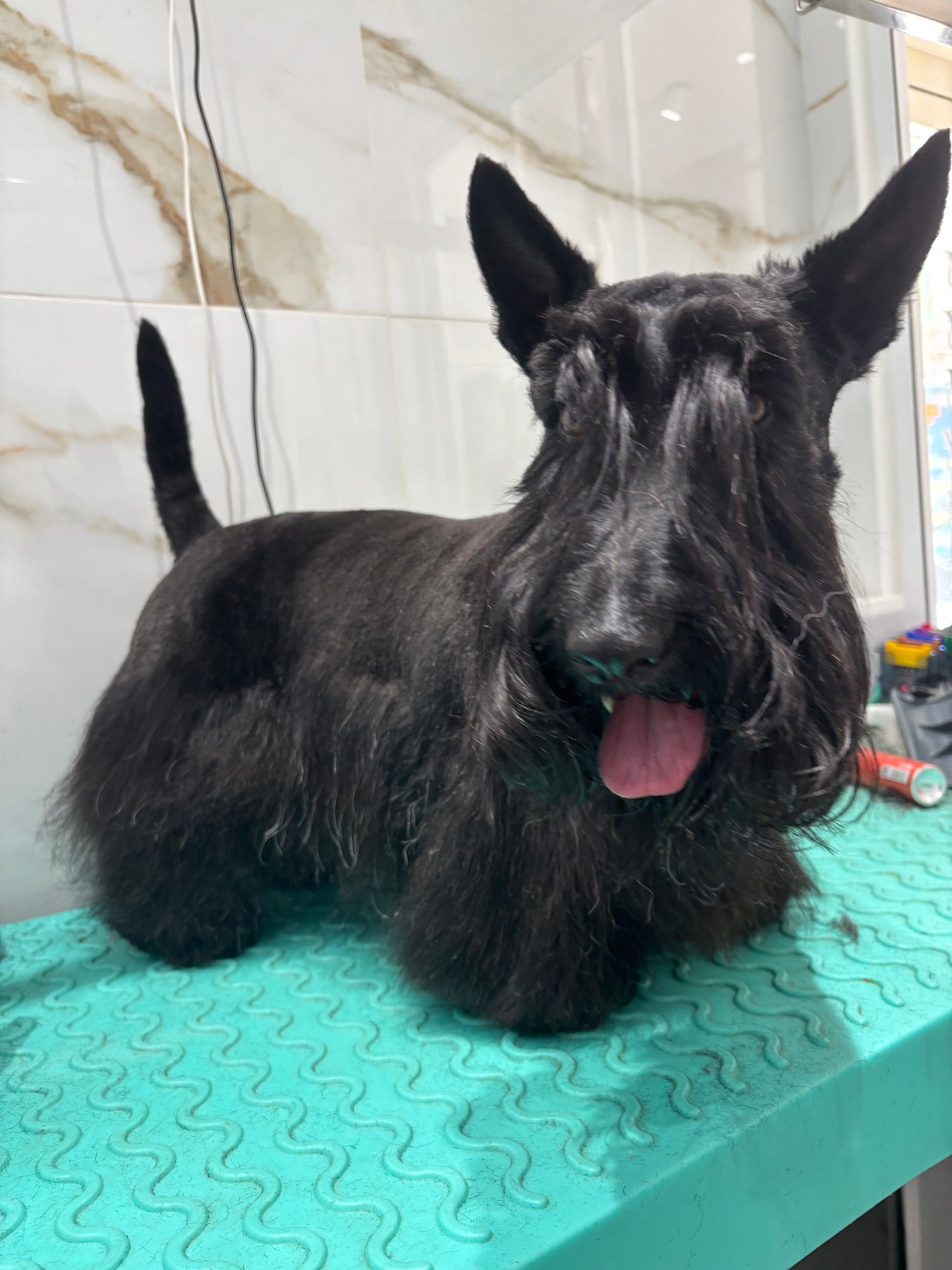 Toilettage ÉPILATION