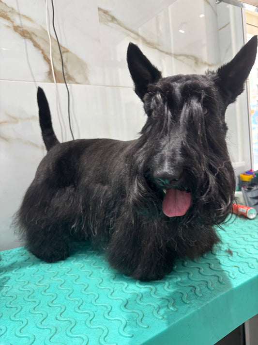 Toilettage ÉPILATION