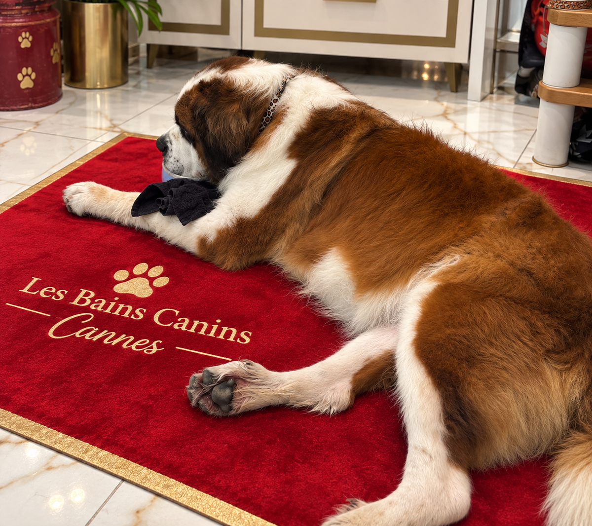 TOILETTAGE + 35kg SAINT BERNARD PATOU LEONBERG