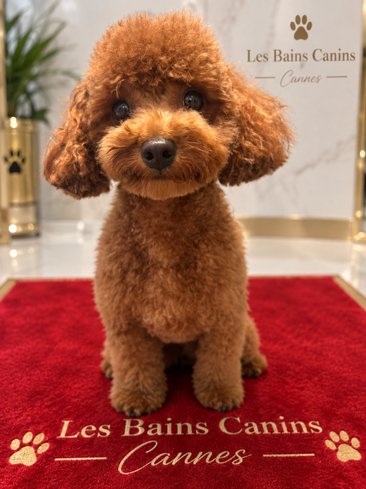 Toilettage Caniche poodle