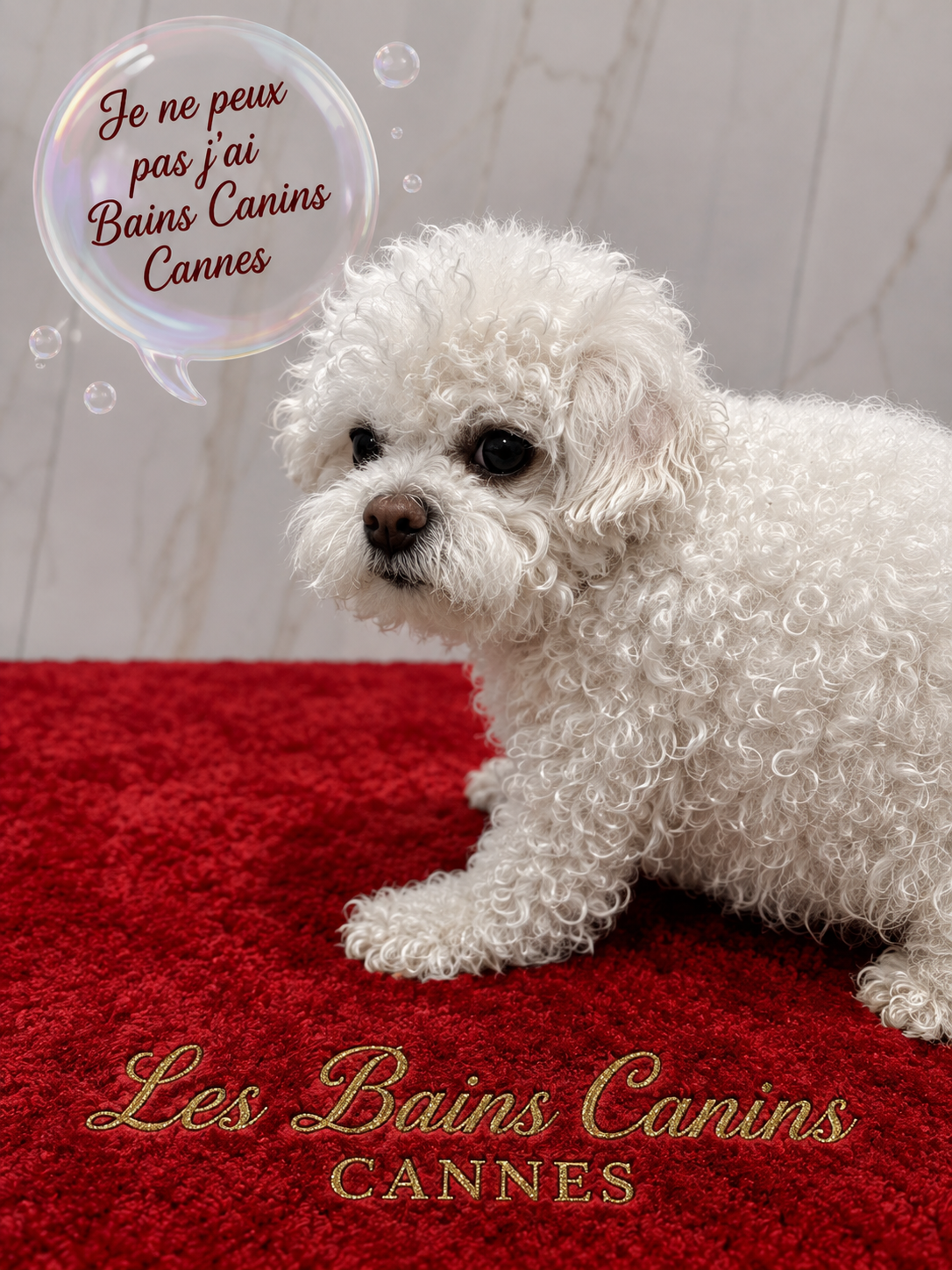 TOILETTAGE BICHON FRISE