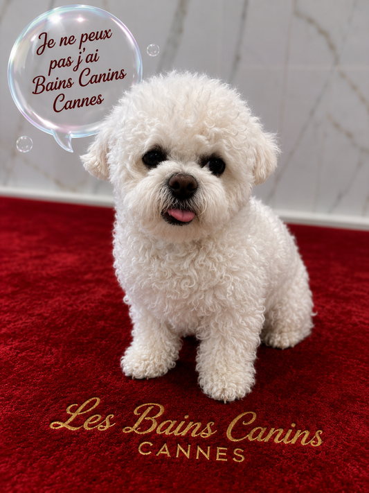 TOILETTAGE BICHON FRISE