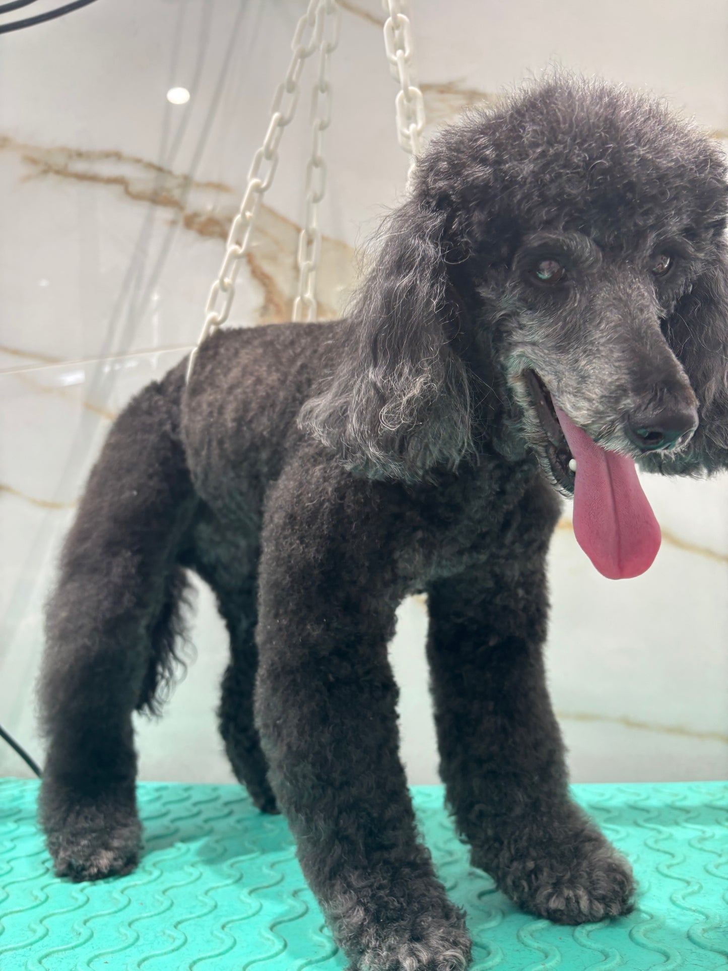 Toilettage Caniche poodle